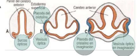 Desarrollo Embrionario Del Sistema Visual Timeline Timetoast Porn Sex