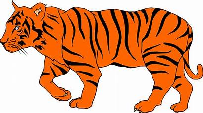 Tiger Clipart Clip Bengal Illustration Cliparts Animals