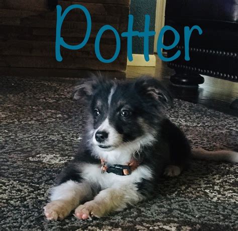 We have beautiful australian shepherd puppies ready for their forever homes! Toy Australian Shepherd Puppies For Sale | Mount Pleasant ...