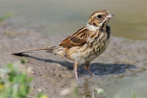 Reed Bunting By Geoff Snowball Birdguides