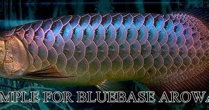 Malaysia gold blue base harga : AFS PetShop : BLUE BASE AROWANA For Sale