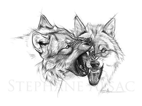 Wolf Fighting Drawing