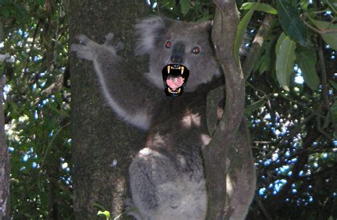 10 Most Dangerous Animals In Australia