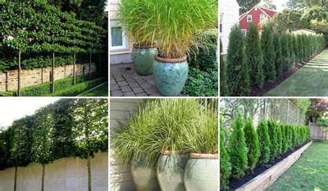 Want privacy in your yard without a big brown fence getting in the way? Add Privacy to Your Garden or Yard with Plants - Amazing ...