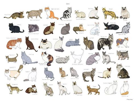 Different Cat Breeds Cat Breeds Cat Breeds Chart Cat Races