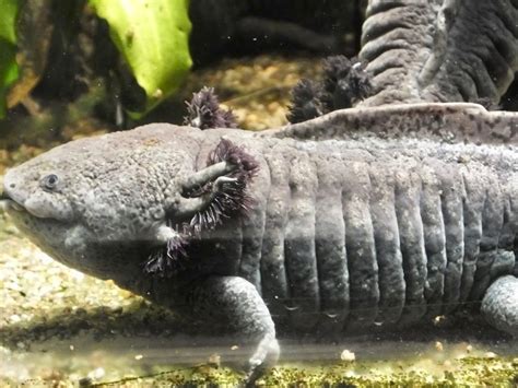 Mexican Axolotl Similar But Different In The Animal Kingdom