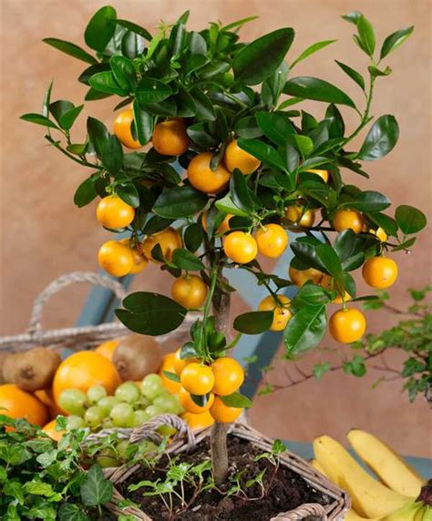 Article suivant ce soin remercie un calamondin à la moisson abondante calamondin orange sent plus doux que le goût Citrus madurensis, Calamondin