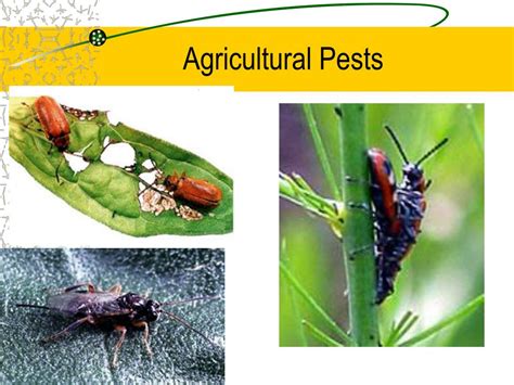 Ppt Chapter 15 Food And Agriculture Powerpoint Presentation Free Download Id2746434