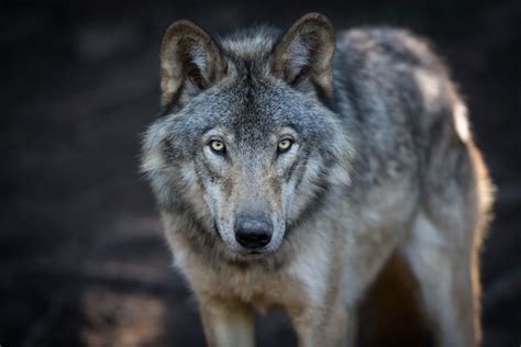 Wisconsin Oversteps In Wolf Hunt