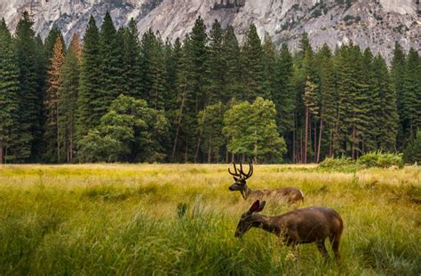 Yosemite And Other Parks See Nature Thriving Amid Pandemic