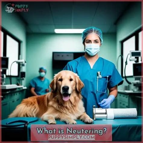 Neutering Your Dog Benefits Procedures And Aftercare