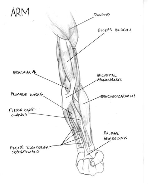 Diagram Of Human Arm Muscles Labeled Human Anatomy Diagram Of Man S