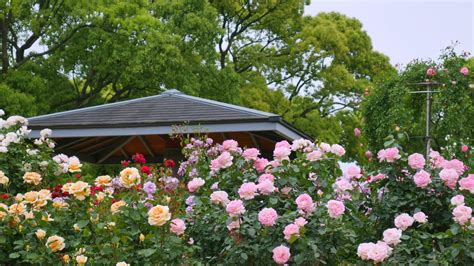 Đến Thăm Khu Vườn Trên đảo ở Nhật Bản Với 2600 Cây Hoa Hồng Rung Rinh