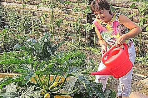 Watering Zucchini General Rules Methods Frequency Water