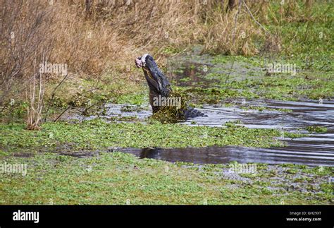 American Alligator Eating A Fresh Kill Along The Shoreline Of A Swamp