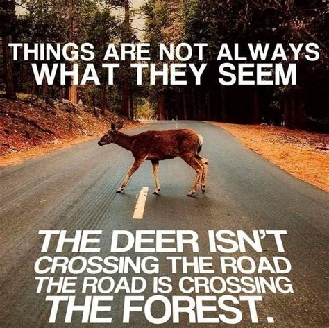 The Deer Isnt Crossing The Road The Road Is Crossing The Forest