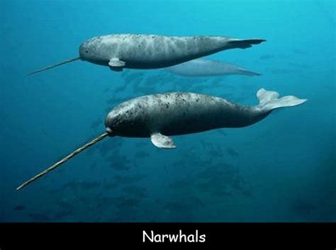 Fun Facts About Narwhals