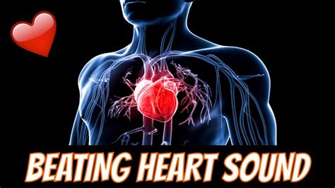 Heartbeat Sound Effect Free Sound Clips Human Sounds