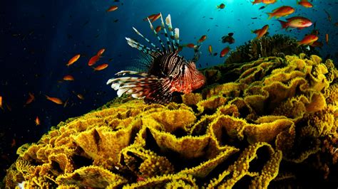Download Wallpaper For 2048x1152 Resolution Lionfish Fish Underwater