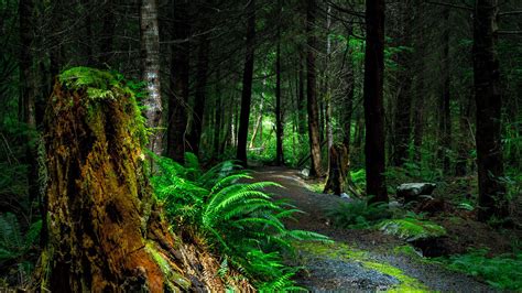 Download Wallpaper 1920x1080 Forest Path Trees Vancouver Island
