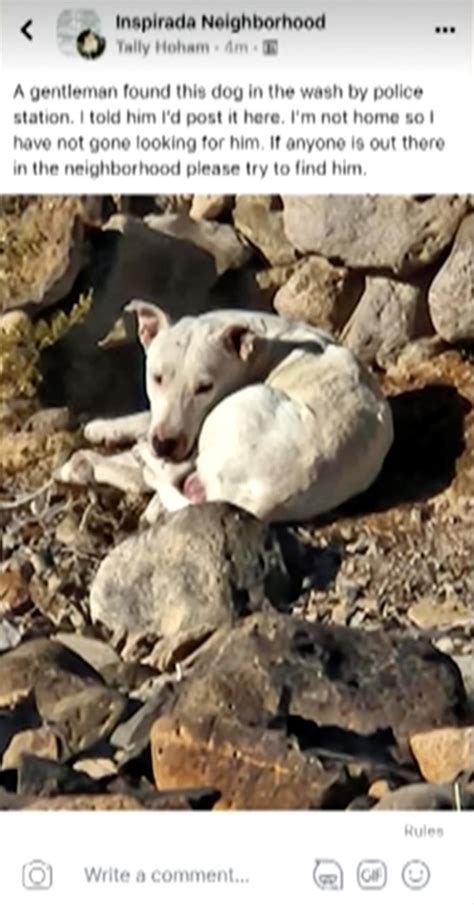 Abandoned Dog Taken In By Coyote Pack In Nevada Desert