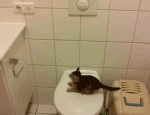 The cat does not know the price of toilet paper. Cats failing at things!