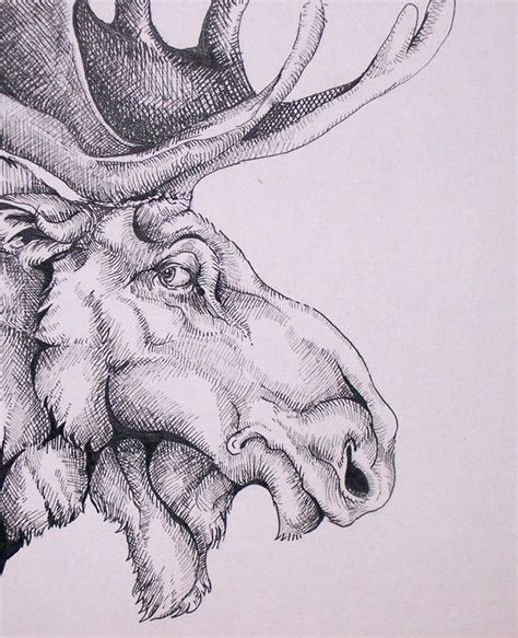 Realistic Moose Head Drawing Clip Art Library