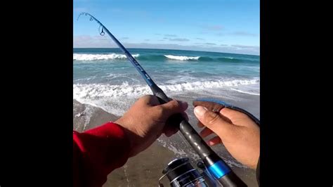 Pesca De Orilla Jurel Toro Catch And Released Youtube
