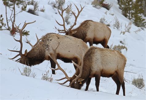 Three Bull Elk Three Bull Elk Near Blacktail Deer Creek J Flickr