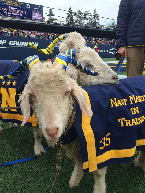 Us Naval Academys Beloved Goat Mascot Bill 35 Dies The Washington Post