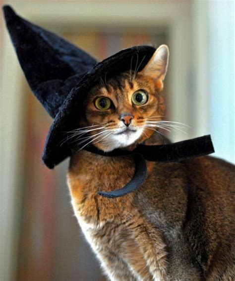 Witch Cat Pictures Photos And Images For Facebook Tumblr Pinterest