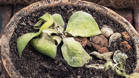 For some individuals, it can cause serious health problems. How to Get Rid of Mold in Plant Soil | PRO-MIX Gardening