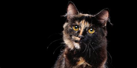 Tortoiseshell Versus Calico Cats Whats The Difference Between Them