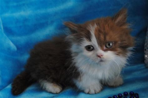 Munchkin Cats For Sale Fort Worth Tx 262823 Petzlover