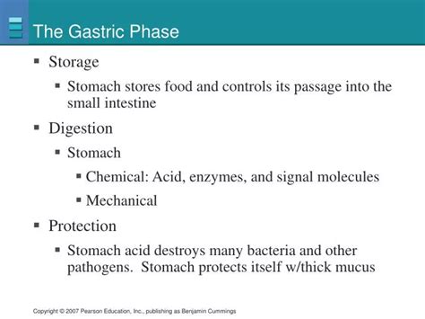 Ppt The Gastric Phase Powerpoint Presentation Free Download Id5682169