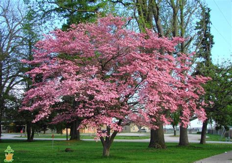 Check spelling or type a new query. 34 Fast Growing Shade Trees That Are Summer Approved