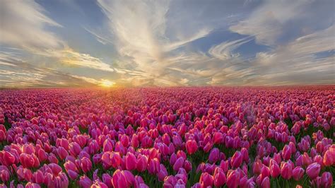 Hình Nền Hoa Tulip Tuyệt đẹp