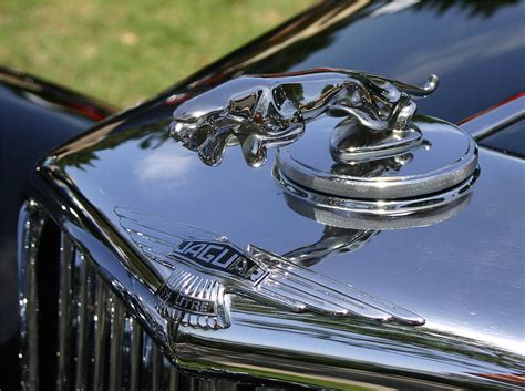 We did not find results for: Jaguar Leaper Hood Ornament Photograph by Mark Steven Burhart