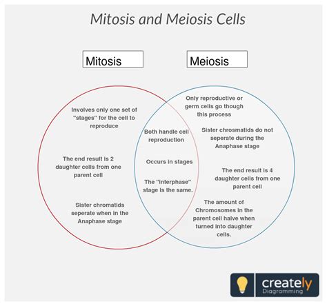 Meiosis Vs Mitosis Venn Diagram