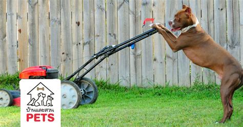 การฝึกสุนัข จำเป็นหรือไม่ และมีกี่รูปแบบ - บ้านและสวน Pets