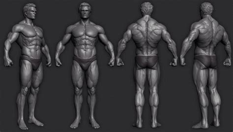 Muscular Man Pose Reference Muscle Anatomy Posing Bodywewasurn Wallpaper