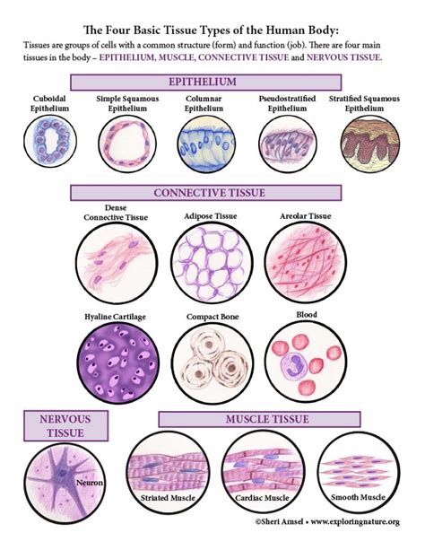 Body Tissues Histology Color Mini Poster