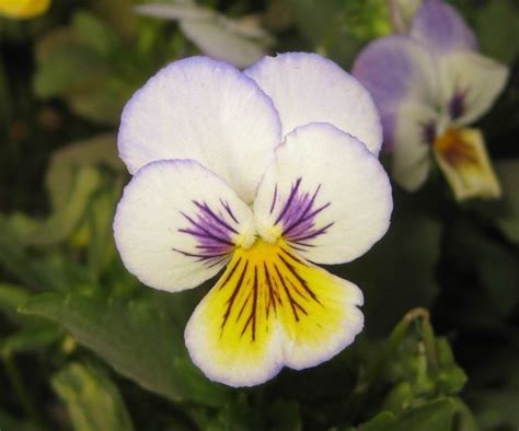 White Yellow And Purple Pansy Violet Flower Pansies Purple Pansy
