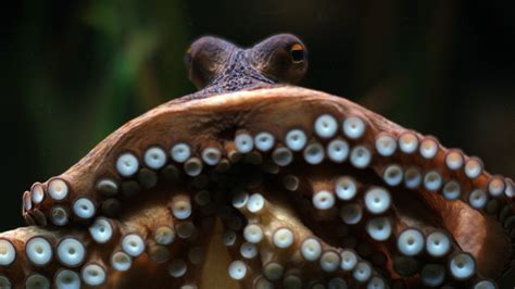 In Honor Of Cephalopod Week Here Are Eight Fantastic Facts About