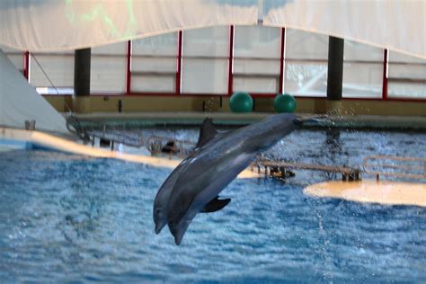 Dolphin Show National Aquarium In Baltimore Md 121285 Photograph By