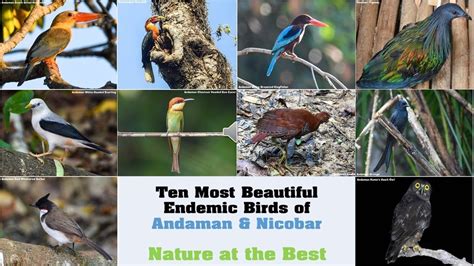 Ten Most Beautiful Birds Most Beautiful Birds Beautiful Birds