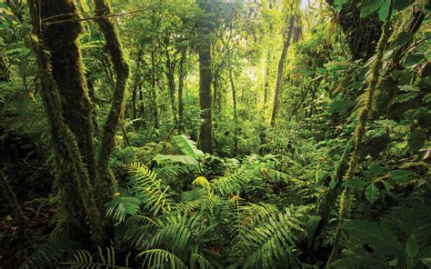 Rainforest XPRIZE challenges teams to develop tech to survey biodiversity