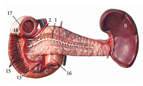 Duodenum Pancreas And Spleen Anterior View Diagram Quizlet