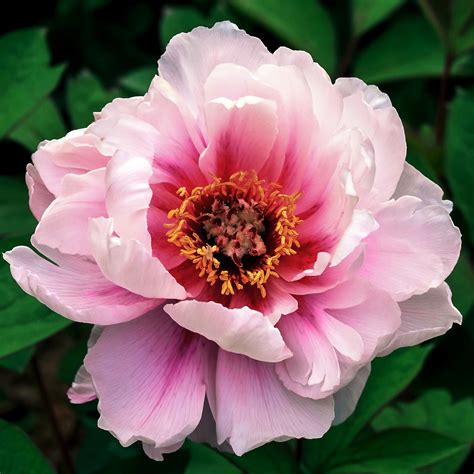 Tree Peony Care How To Grow Tree Peonies Gardening From House To Home