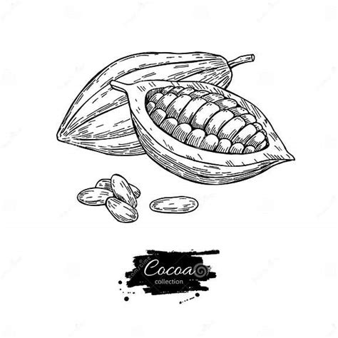 Cocoa Superfood Drawing Set Isolated Hand Drawn Stock Vector